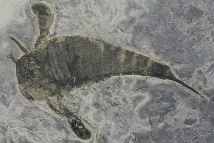 Eurypterus (Sea Scorpion) Fossil - New York #173020